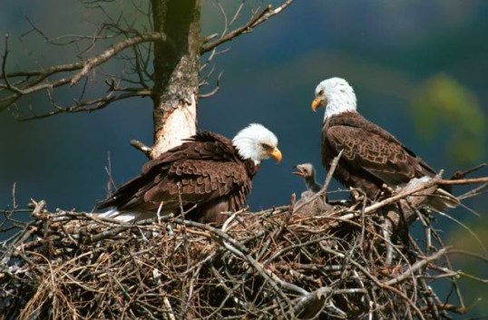 eagles nest